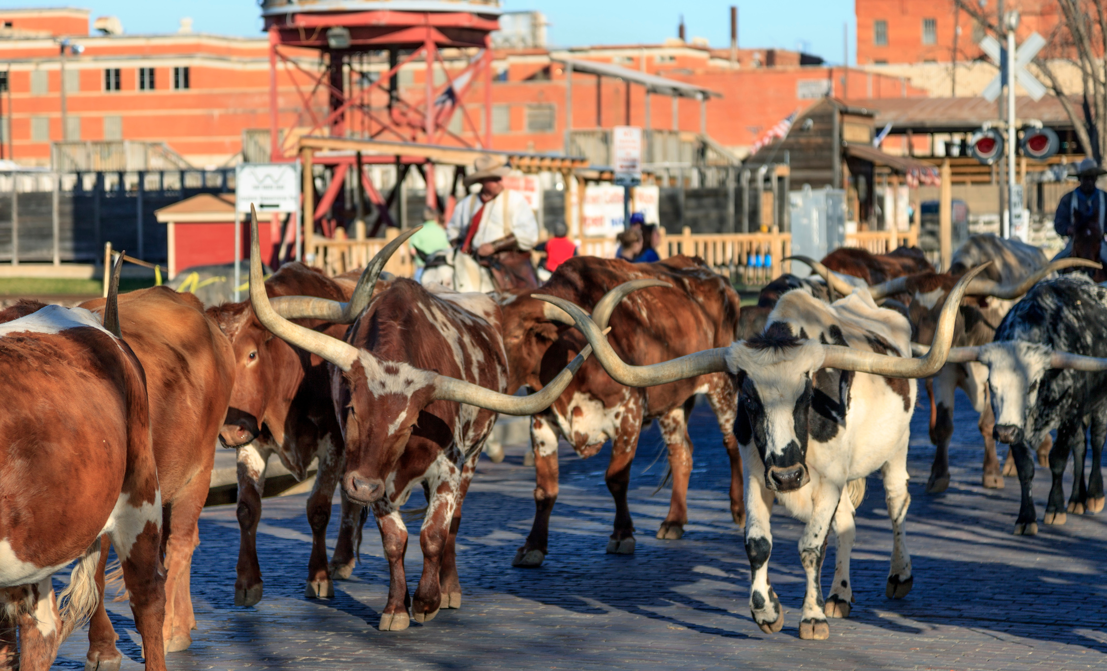 Famous Fort Worth Cattle Drive